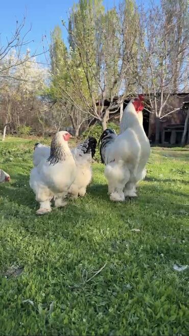 курицы: Продаю | Куры, Инкубационные яйца | Брама | Для разведения