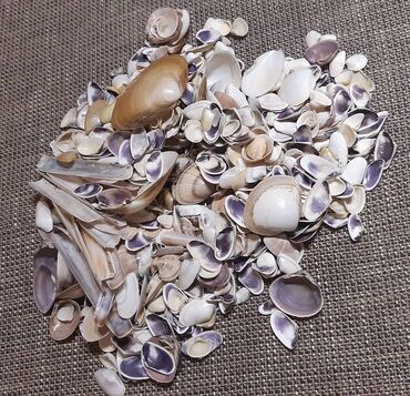 Ostali predmeti za umetnost i kolekcionarstvo: Velika kolekcija morskih školjki – razvrstane po veličini i obliku — 1
