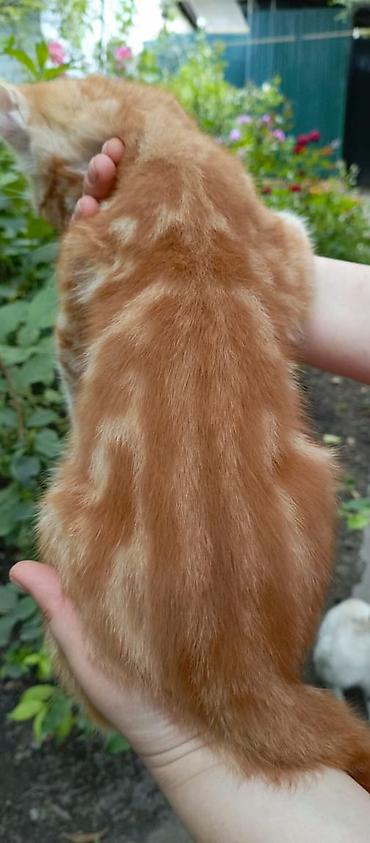котиков: Кошка даром: Беспородная, 3 месяца, Мальчик, Метис — 4