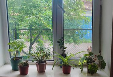 Другие комнатные растения: Цветы комнатные ухоженные активный рост