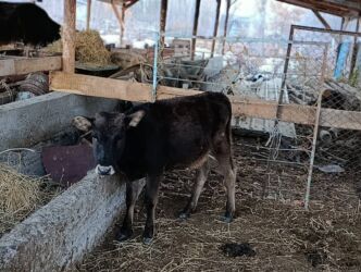 объявления о найденных животных: Сатам | Музоо, Кунаажын | Швиц | Сүт алуу үчүн, Көбөйтүү үчүн, Бордоп семиртүү үчүн