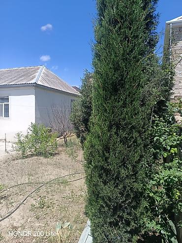 bağ evi: Binə safxozda. Ələkbər inşaat yaxın 190 nömrəli marşurutun yolu — 4