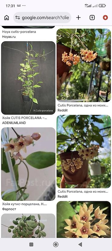 Комнатные растения: Хоя кутис порселана — 2