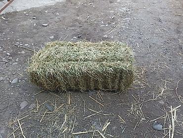 беде люцерна: Клевер Кастра доставка есть — 1