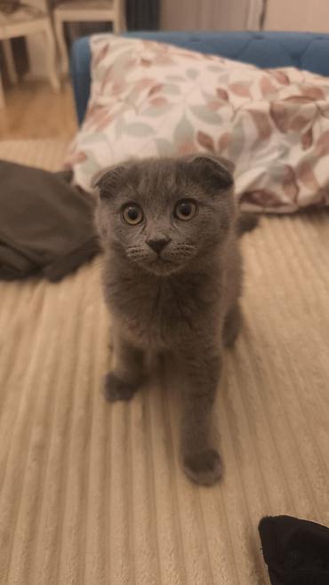 Pişiklər: Şotland — 12