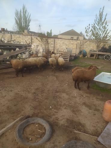 Quzu: Quzular səkkiz ədədi kök quzular — 9