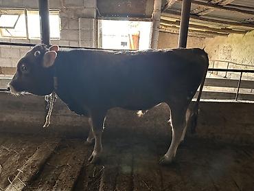 Коровы, быки: Продаю | Бык (самец) | На откорм | Племенные — 9