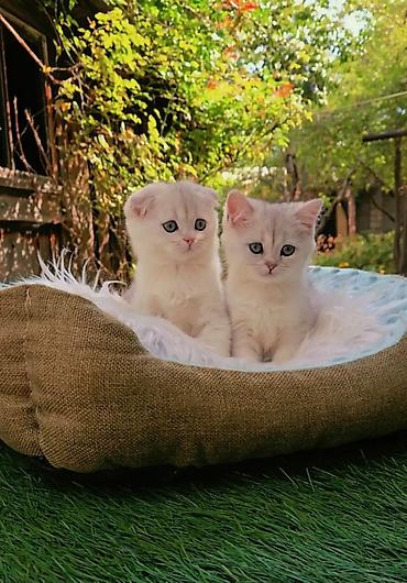 хочу купить кошку: Шотландские чистопородные котята. Scottish fold и Straight девочки — 3