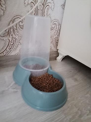 pisiy qumu: Pişik yemək qabı — 1