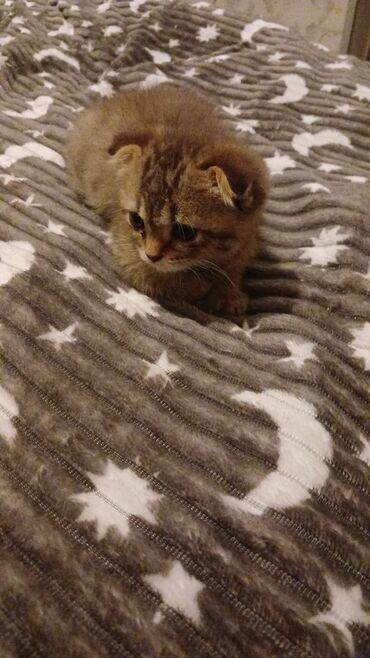 Pişiklər: Britan yastı qulaq, Erkək, Dişi, Yaxşı əllərə, Ünvandan götürmə, Pulsuz çatdırılma, Ödənişli çatdırılma — 50