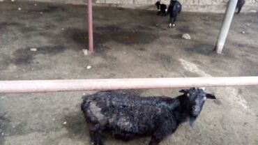 зааненский козы: Продаю | Коза (самка), Козлёнок | Зааненская