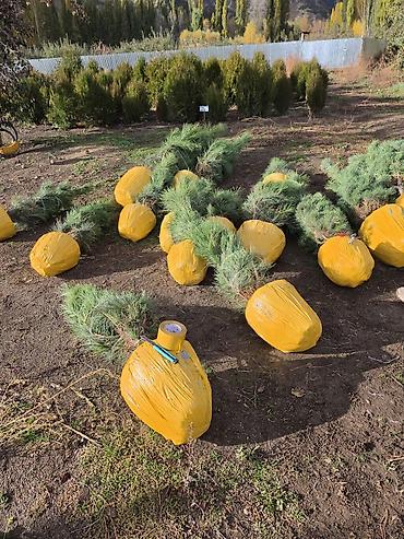 саженцы фисташек: Саженцы сосны для озеленения участка и ландшафтных посадок — 4
