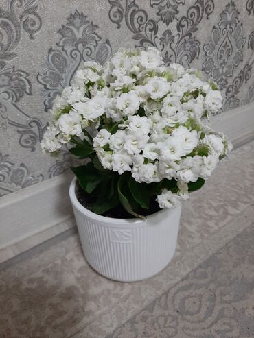Другие комнатные растения: Каланхоэ, комнатные цветы, очень красивые, с горшком