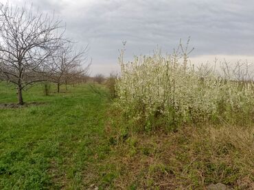 Torpaq sahələrinin satışı: Kənd təsərrüfatı — 10