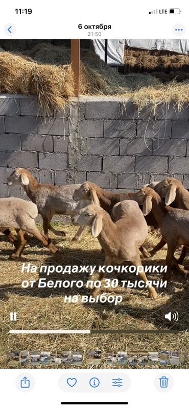 продажа домашних животных: Продаю | Баран (самец) | Для разведения | Осеменитель