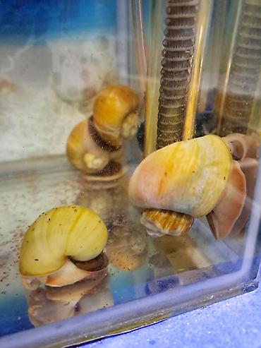 akvarium az: İri ölçüdə akvariumu temizleyen ilbizlerimiz artiq yem qaliqlari ve — 3