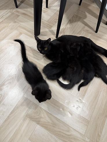 вязка коты: Отдам котят в хорошие руки на половину породистые очень хорошие — 2