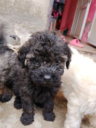 İtlər: Pudel — 12