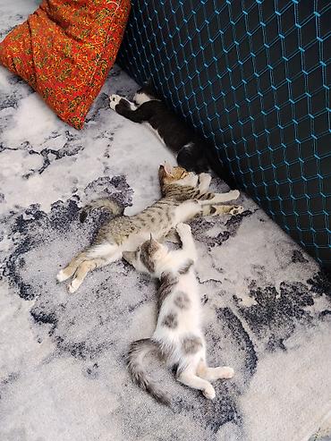 животные домашние: Котята домашние, подрощенные, из одного помёта. - Окрас: один — 2