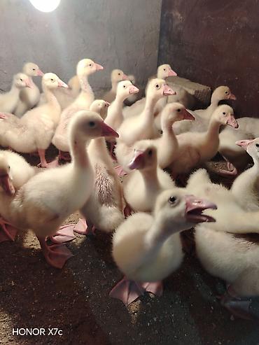 husky balası: Sapsağlam linda qaz balaları vitamin antibiotic herbirsey edilib 15 — 1