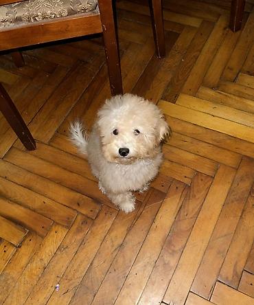 Pudel, 4 ay, Dişi, Ünvandan götürmə, Ödənişli çatdırılma lalafo.az -da Pudel, 4 ay, Dişi, Ünvandan götürmə, Ödənişli çatdırılma