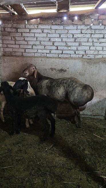 племенной: Продаю | Баран (самец) | Гиссарская, Полукровка, Арашан | Для разведения | Племенные, Осеменитель — 4