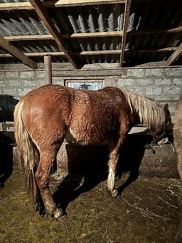 Лошади, кони: Продаю | Кобыла (самка), Конь (самец), Жеребенок | Полукровка | На забой, Для разведения, Для молока — 16