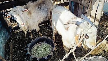 Козы, козлы: Продаю | Козёл (самец) | Полукровка | Для разведения | Осеменитель — 7