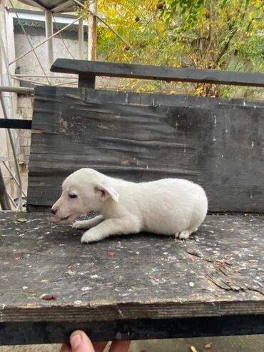 İtlər: 2 ay, Ünvandan götürmə — 11