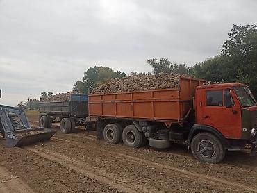 Прицепы и полуприцепы: Прицеп, Камаз, Самосвал, от 12 т, Б/у — 9