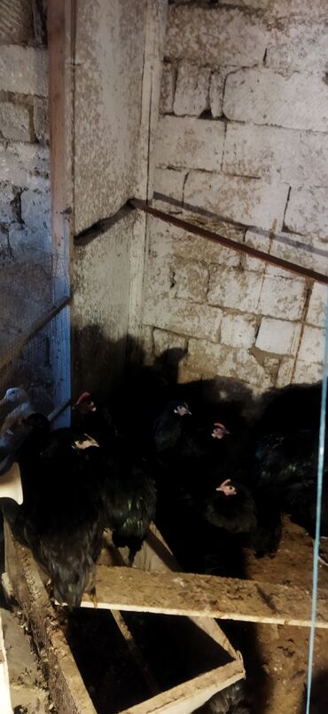 Toyuqlar: Toyuq, Damazlıq — 4