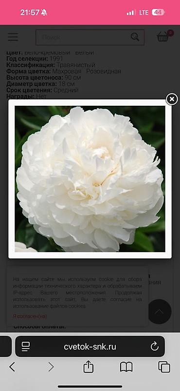 Пион: Пионы травянистые — сортовые делёнки/посадочный материал. - Сорта на — 2