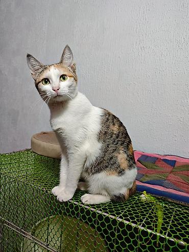 кошки продаются очень бесплатно: Кошка даром: Беспородная, 1 год, Мальчик, Кастрирована, Приучена к лотку, Проглистована — 1