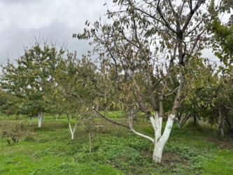 Bağ evlərinin satışı: Xaçmaz, 120 kv. m, 5 otaqlı, Hovuzsuz, Artezian quyusu, İnternet, Telefon — 8