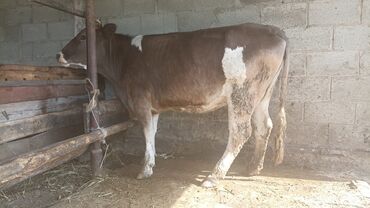 продаю бычка: Продаю | Корова (самка) | Алатауская | Для молока | Искусственник