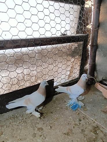 Птицы: Продаю молодых голубей 1 шт стоит пятьсот сом окончательно родители — 2