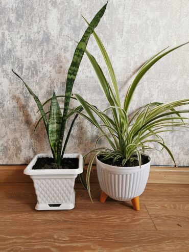 dəmir tikanı bitkisi: Sansevieria + xlorofitium. Sağlam bitkilərdir. Qabla birlikdə satılır