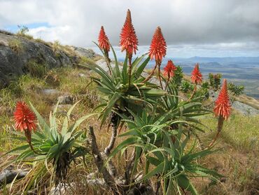 dekarativ gul: Aloe gülləri satılır.Böyük-kiçikliyinə görə 5-30 azn. Məlumat