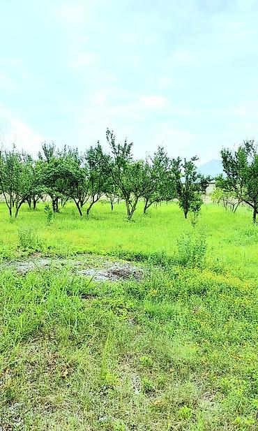 Torpaq sahələrinin satışı: 24 sot, Tikinti, Mülkiyyətçi, Kupça (Çıxarış) — 8