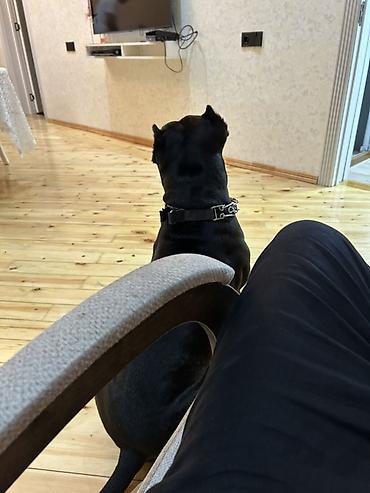 pitbul itlər: Pitbul, 2 il, Erkək, Cütləşmə üçün — 1