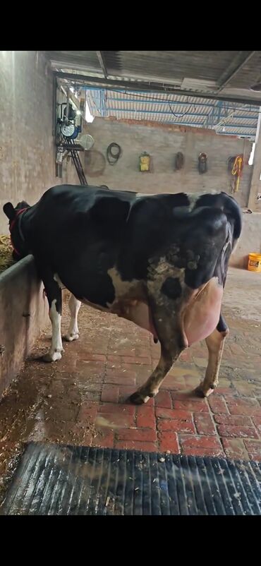 Inəklər, öküzlər: Südlük inək – ağ-qara rəngli (Holşteyn tipli) - Güclü bədən quruluşu — 3