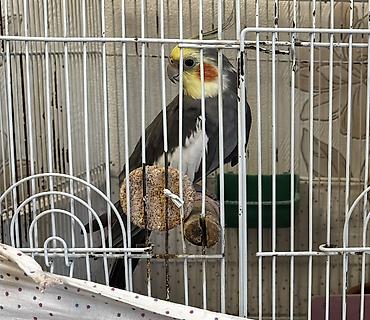 ev quslarinin satisi: Erkəkdi, cavandı,mahnlda oxuyurələ gəlir
Dişi karella ilə barter var — 2