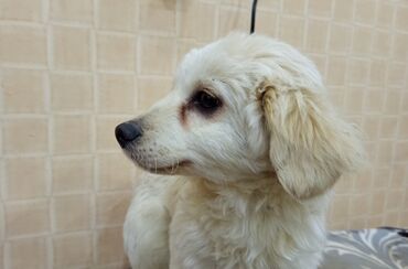 it adlari: Poodle, 4 months dog, Male dog, With vaccinations, Ünvandan götürmə, Ödənişli çatdırılma