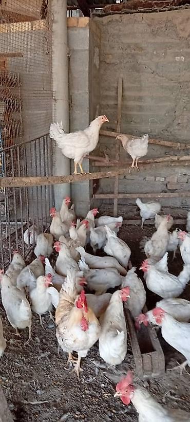 домашняя сова купить: Продаю | Куры | Несушки — 4