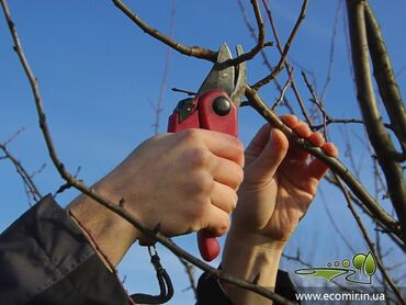 Спил деревьев, заготовка дров: Обрезка плодовых деревьев Качественная обрезка,опыт работы есть знаем