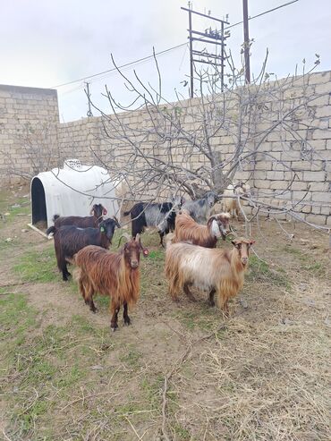 keçi satışı tap az: 8 ana qoyi 1 teke ana qoyu bogazdi qimet 2500 m