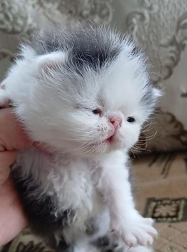 Продажа кошек: Персидский котёнок. Эксклюзив ! Шикарная персидская кошечка в — 2