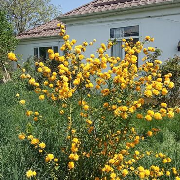 Günlük kirayə evlər: 120 kv. m, 3 otaqlı, İnternet, Telefon, Qaz -da lalafo.az — 15 Günlük kirayə evlər: 120 kv. m, 3 otaqlı, İnternet, Telefon, Qaz — 15