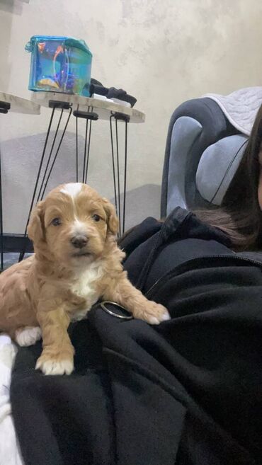 Psi: Na prodaju štenci maltipoo F2B iz odgajivačnice FCI 5411 "God's Gift" — 11