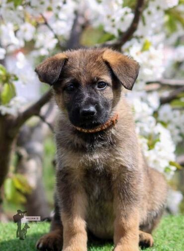 trixie jakna za pse: Nemački ovčar štenci S ponosom najavljujemo naše B leglo iz